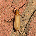 Zonitoschema species